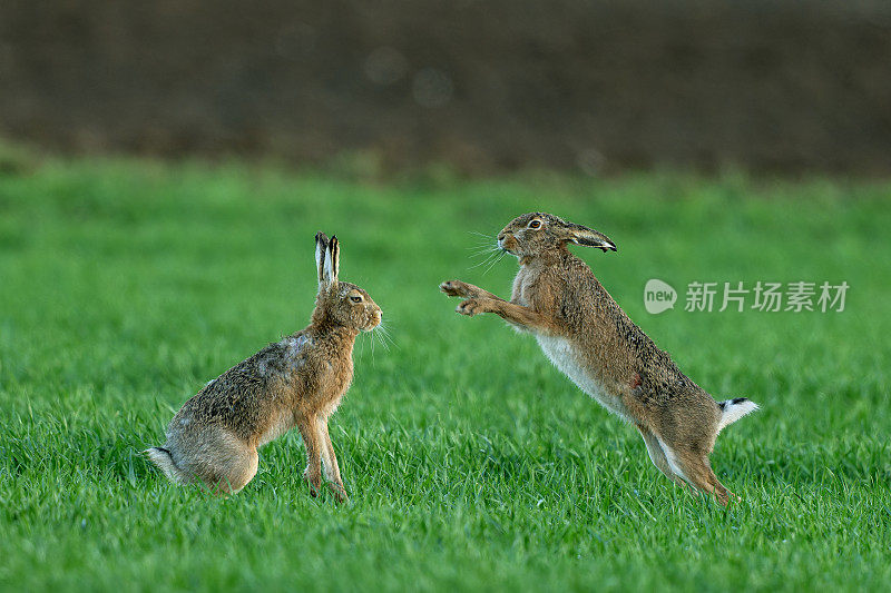 拳击褐兔(学名Lepus europaeus)